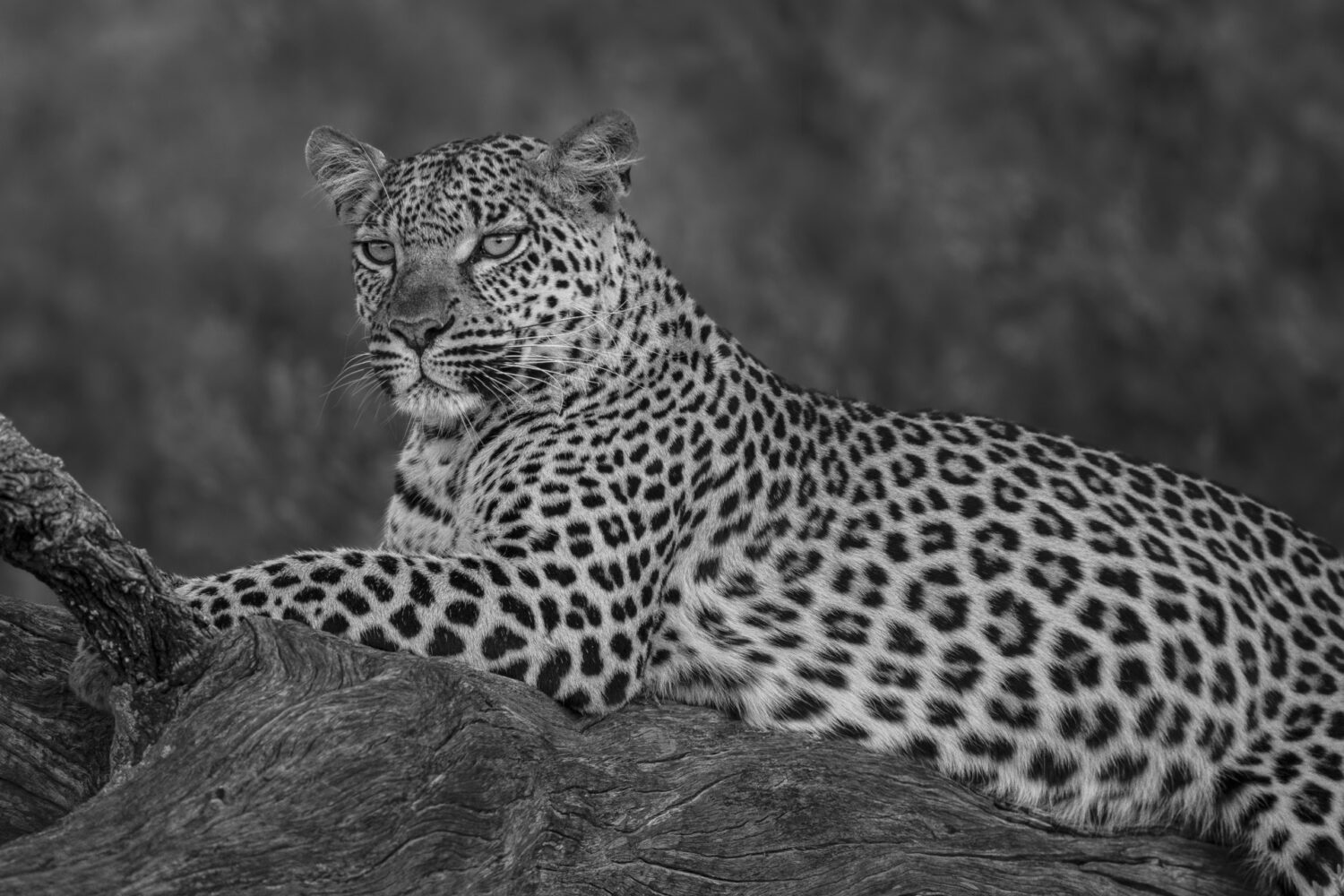 Regal