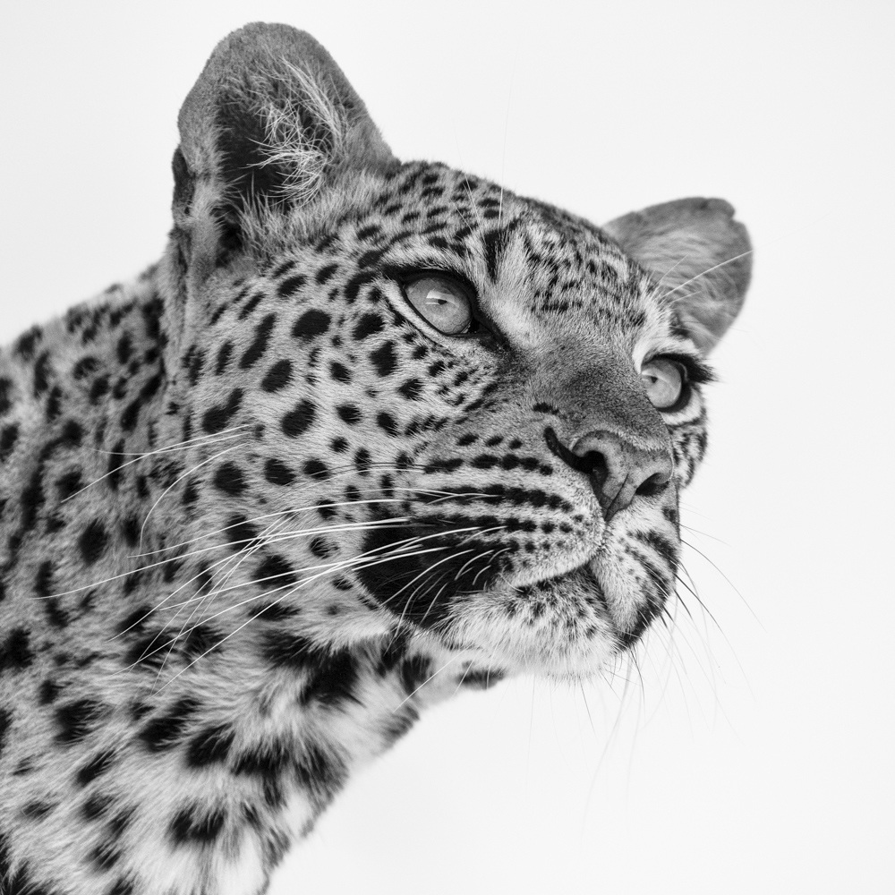 Marathodi, sensationally stunning, is also the grand-daughter of the legendary Legedema. With a perfect vantage point on a Marula tree, she surveys her surroundings over the flood plain for potential prey or fellow predators that may prove to be a threat to her or her two adorable three-month-old cubs.