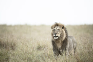 Braveheart