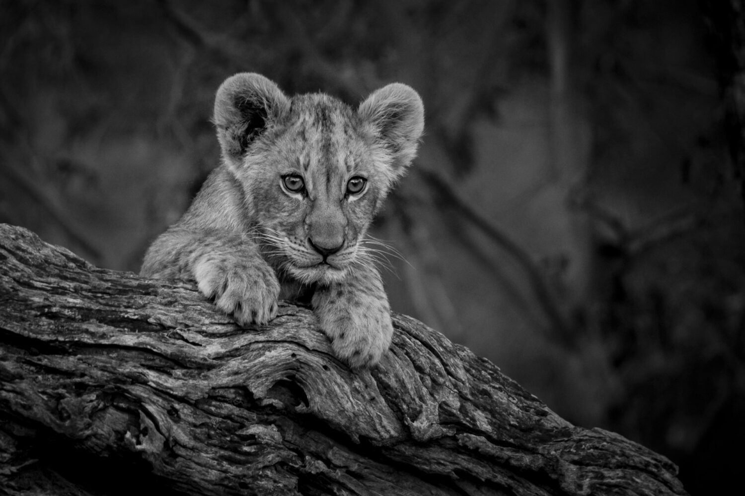 Curiosity