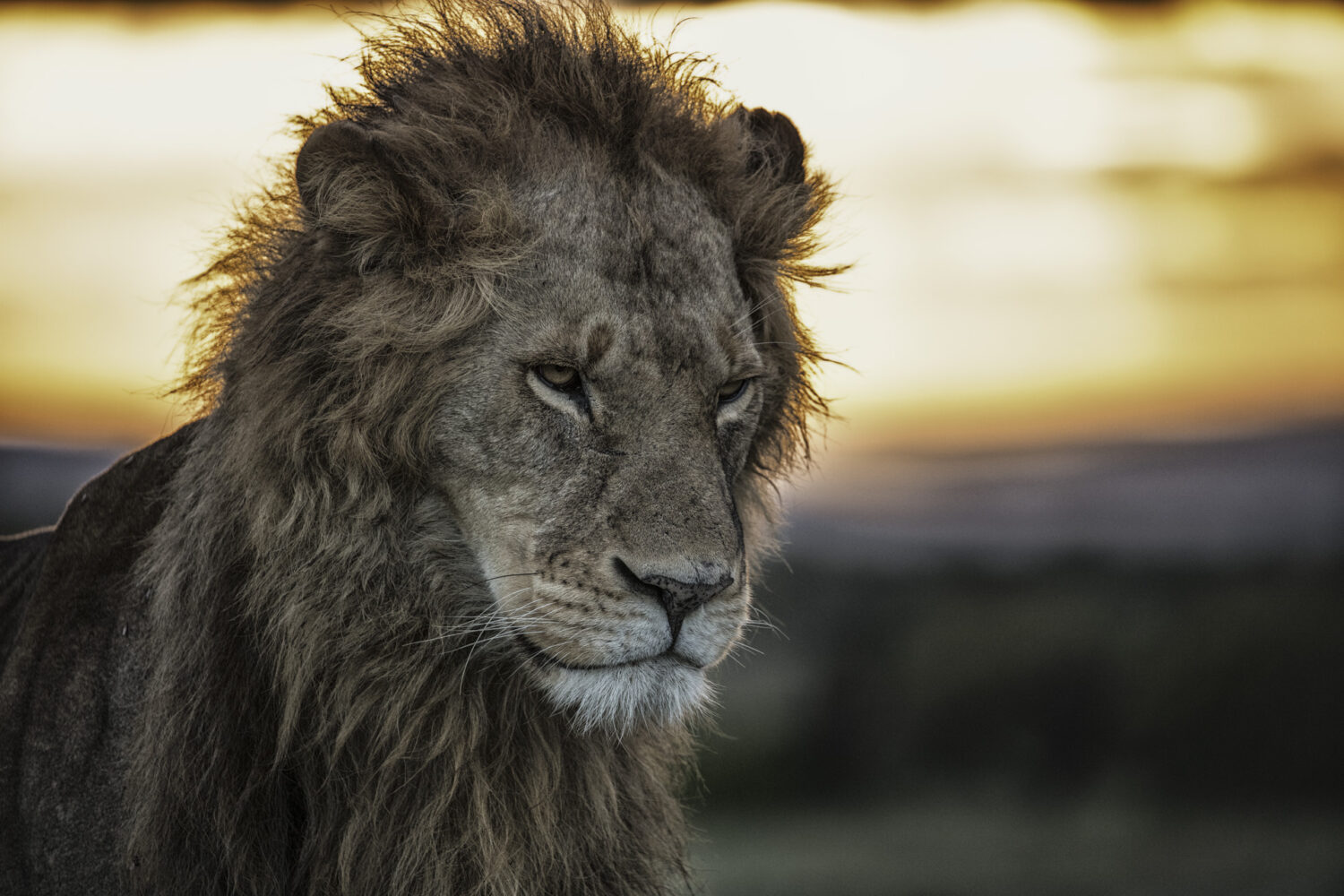 Mufasa On Fire