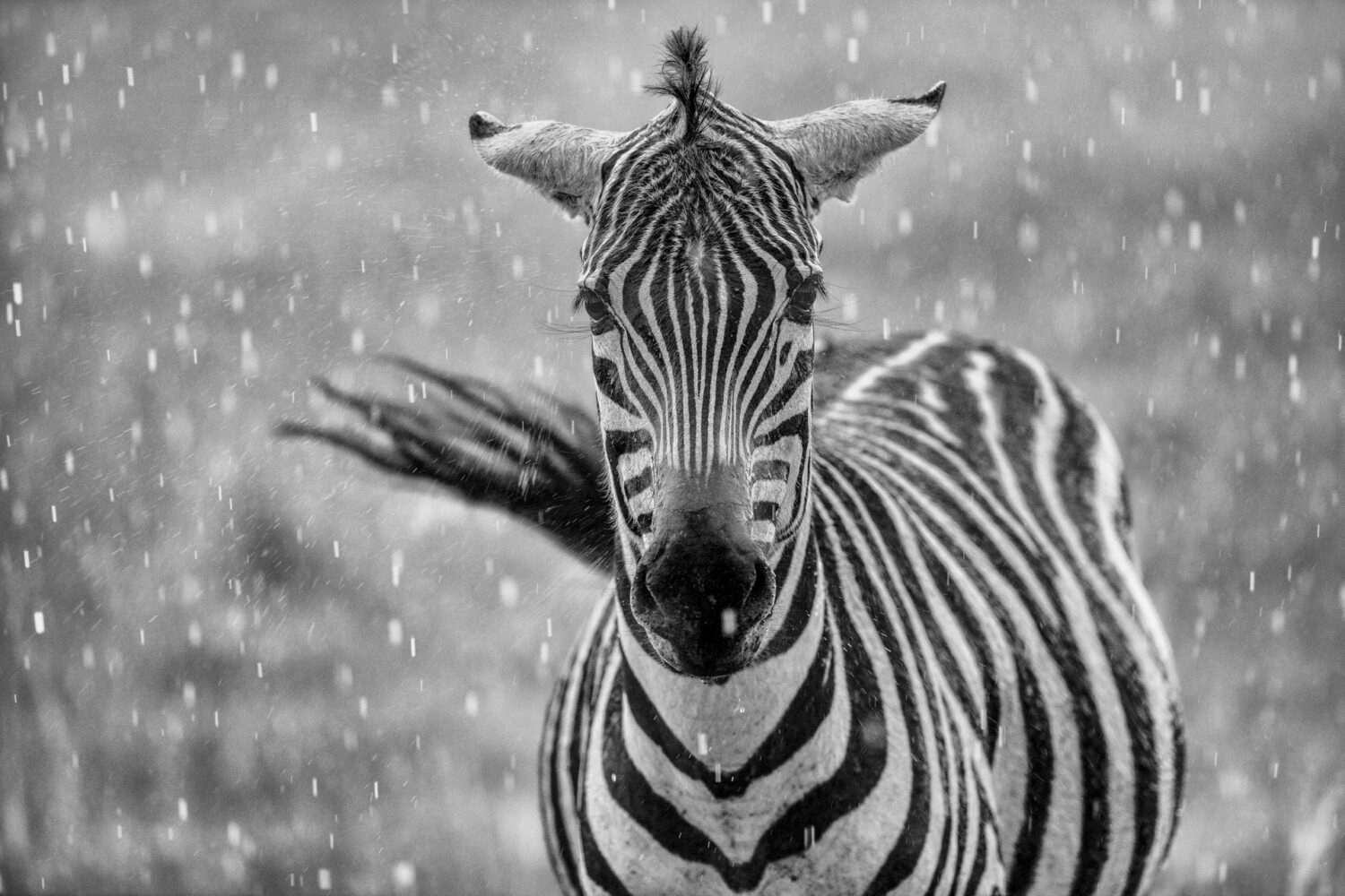 Singing in the Rain