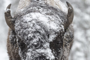 Snow-Kissed