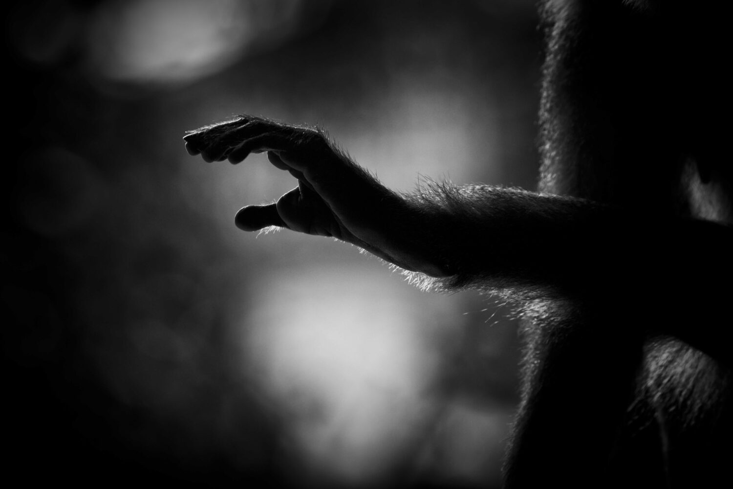 The Light Within