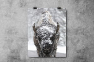 Snow-Kissed - Image 2
